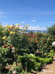 石田玫瑰花園