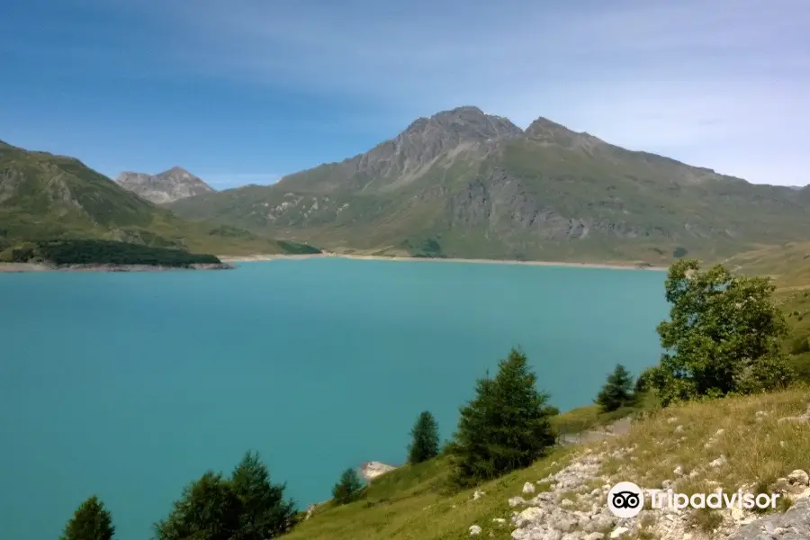 Jardin Alpin du Col du Mont Cenis