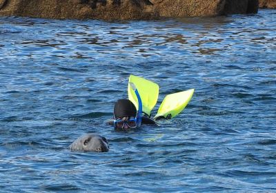 Scilly Seal Snorkelling