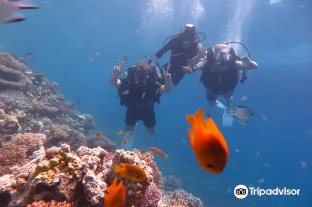 Diving in Hurghada