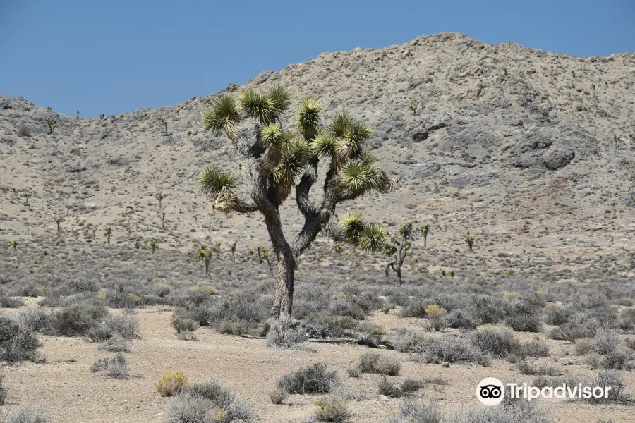 Lee Flat Joshua Trees