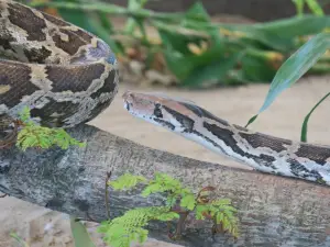 Parassinikkadavu Snake Park