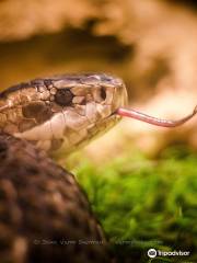 Kentucky Reptile Zoo