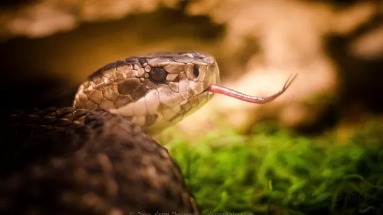 Kentucky Reptile Zoo