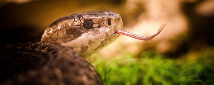 Kentucky Reptile Zoo