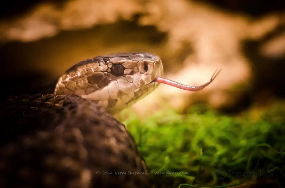 Kentucky Reptile Zoo附近的飯店