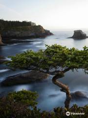 Cape Flattery Trail