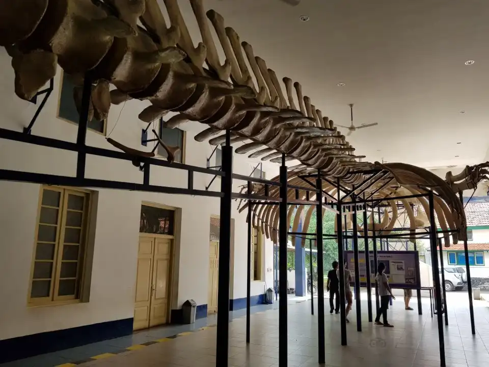 3_Museum of Zoology (Museum Zoologicum Bogoriense)