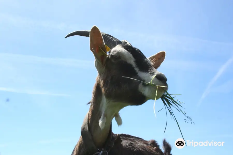 Les Chevres qui Dansent