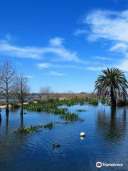 Lake Wendouree