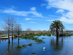 Lake Wendouree