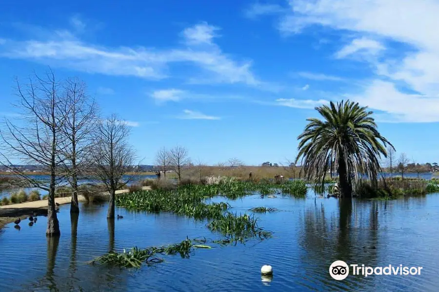 Lake Wendouree