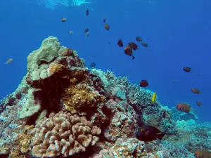 夏威夷大洋漂流