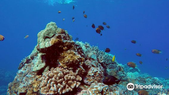 Hawaii Ocean Rafting Whale Watch and Snorkel