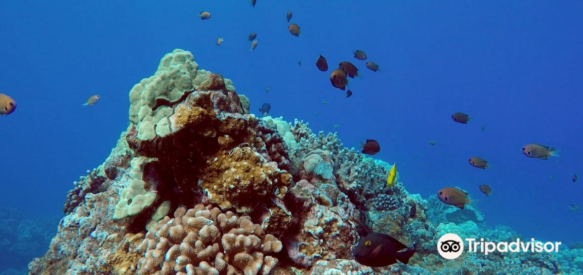 Lahaina Travel Guide 2026: Top Attractions, Things to do & Itinerary