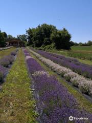 Christel Lake Lavender