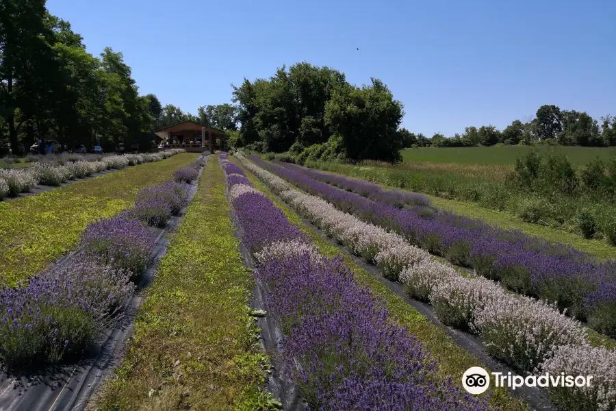 Christel Lake Lavender