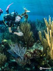 Dive Bermuda at Grotto Bay