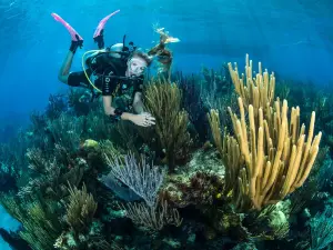 Dive Bermuda - Grotto Bay