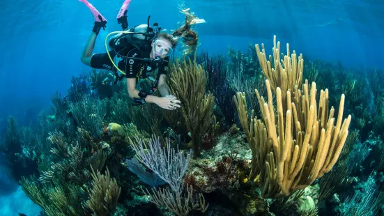 Dive Bermuda - Grotto Bay