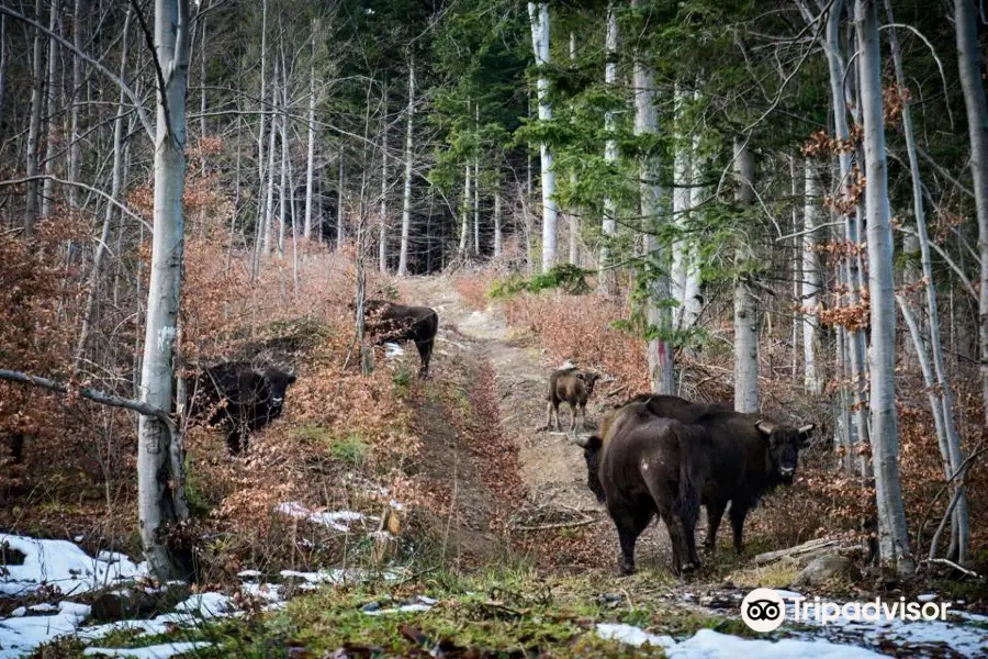 Zimbra Reserve Dragos Voda