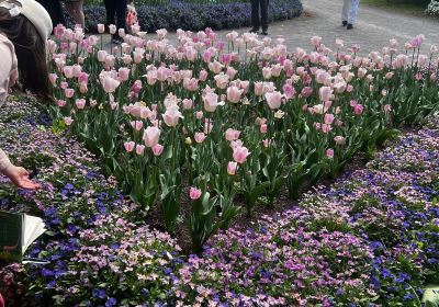 Tulip Top Gardens