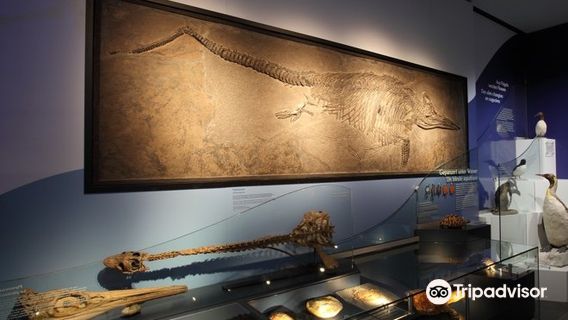 Musée national d'histoire naturelle Luxembourg - 'natur musée'