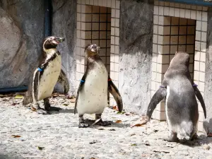 Nijino Mori Park Aquarium