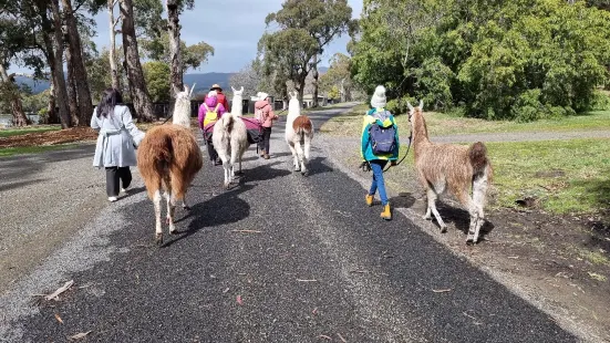 Hanging Rock Llama Treks