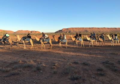 Pyndan Camel Tracks Alice Springs