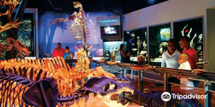 佛羅里達自然歷史博物館-展覽