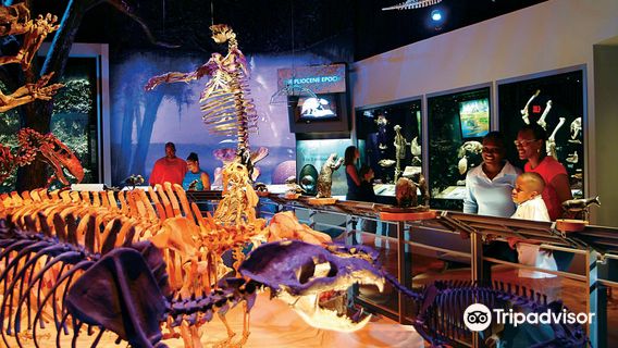 Florida Museum of Natural History