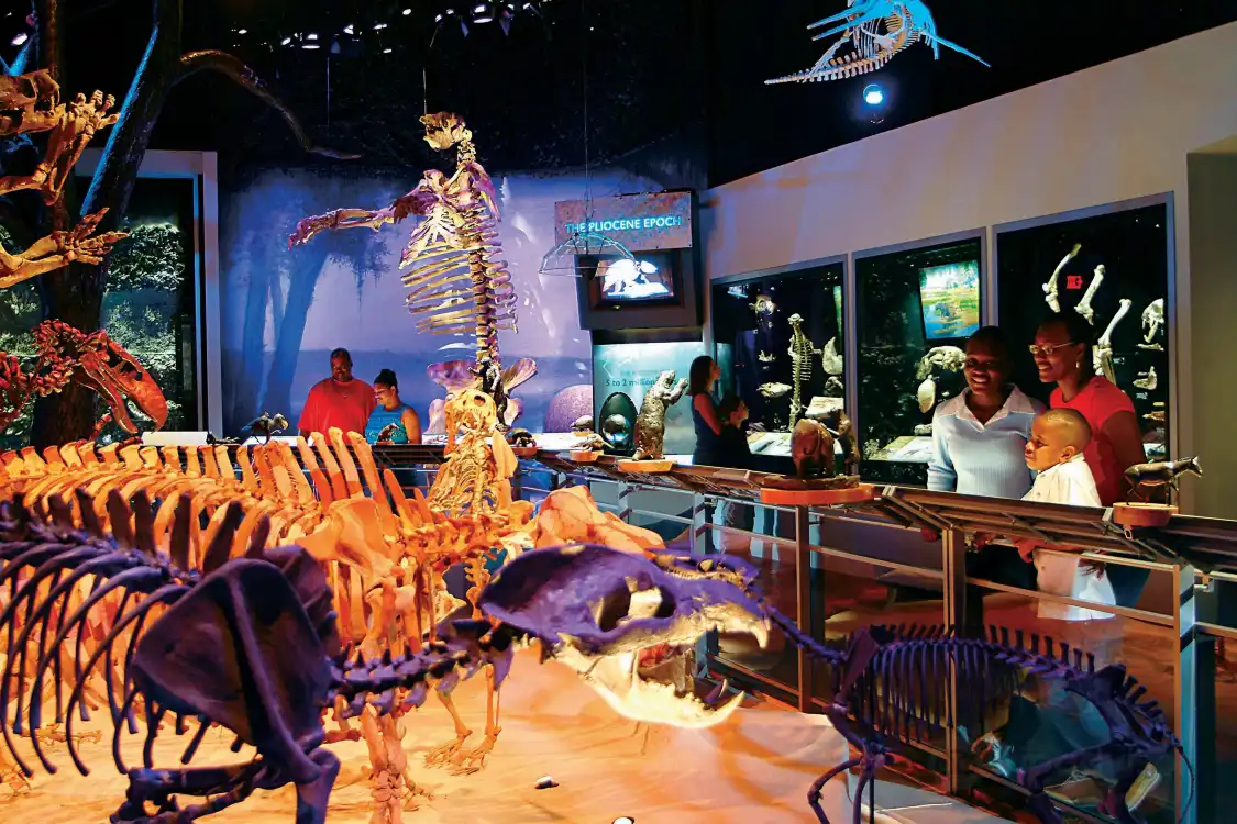 Hotels near Florida Museum of Natural History