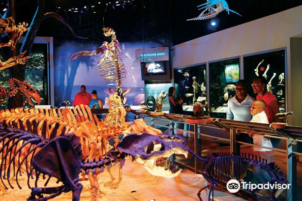 Florida Museum of Natural History