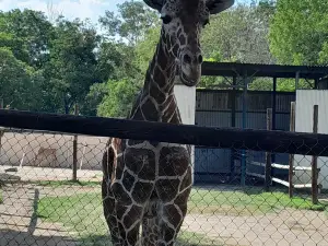 Zooira