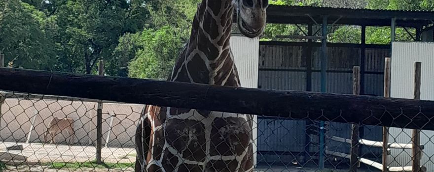 Zooira