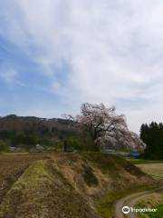 Kamihotchi Weeping Cherry Blossom