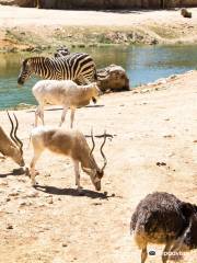 The Tisch Family Zoological Gardens in Jerusalem גן החיות התנכי של ירושלים על שם משפחת טיש