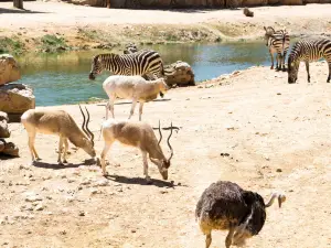 The Tisch Family Zoological Gardens in Jerusalem גן החיות התנכי של ירושלים על שם משפחת טיש