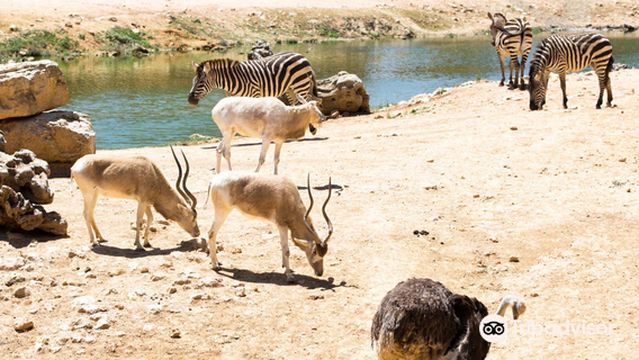 The Tisch Family Zoological Gardens in Jerusalem