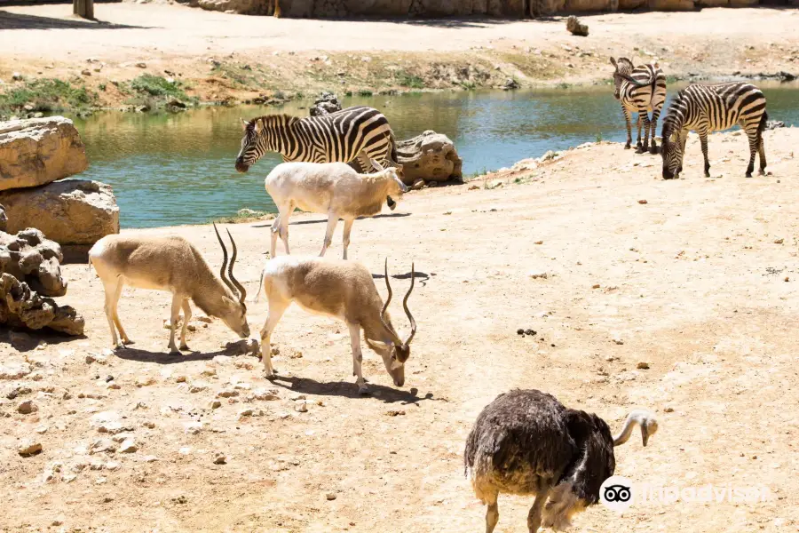 Zoológico bíblico de Jerusalén