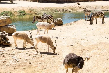 The Tisch Family Zoological Gardens in Jerusalem