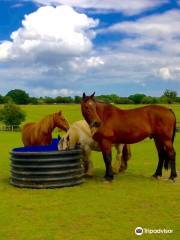 Hillside Animal Sanctuary Office