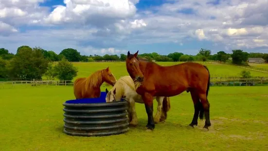 Hillside Animal Sanctuary Office