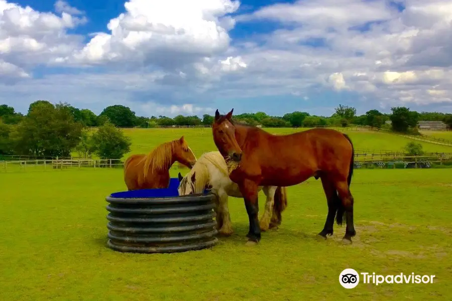 Hillside Animal Sanctuary Office