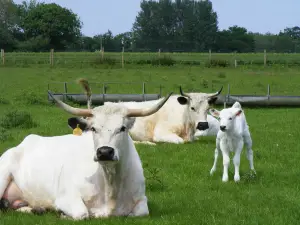 Melsop Farm Park