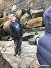 Lyme Regis fossil walks