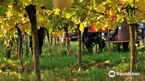 Bio-Weingut Geyerhof