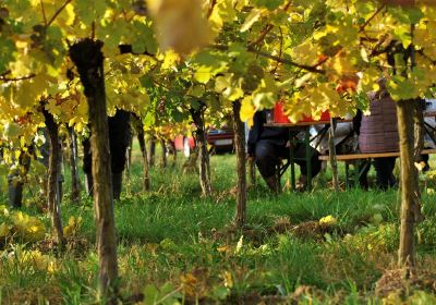 Bio-Weingut Geyerhof