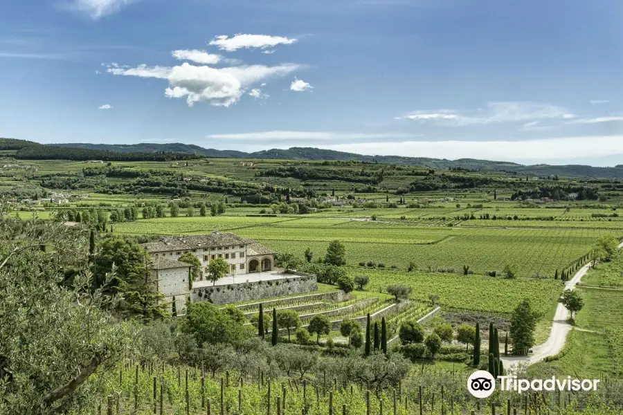 Tenute Ugolini - Wine Tasting & Showroom